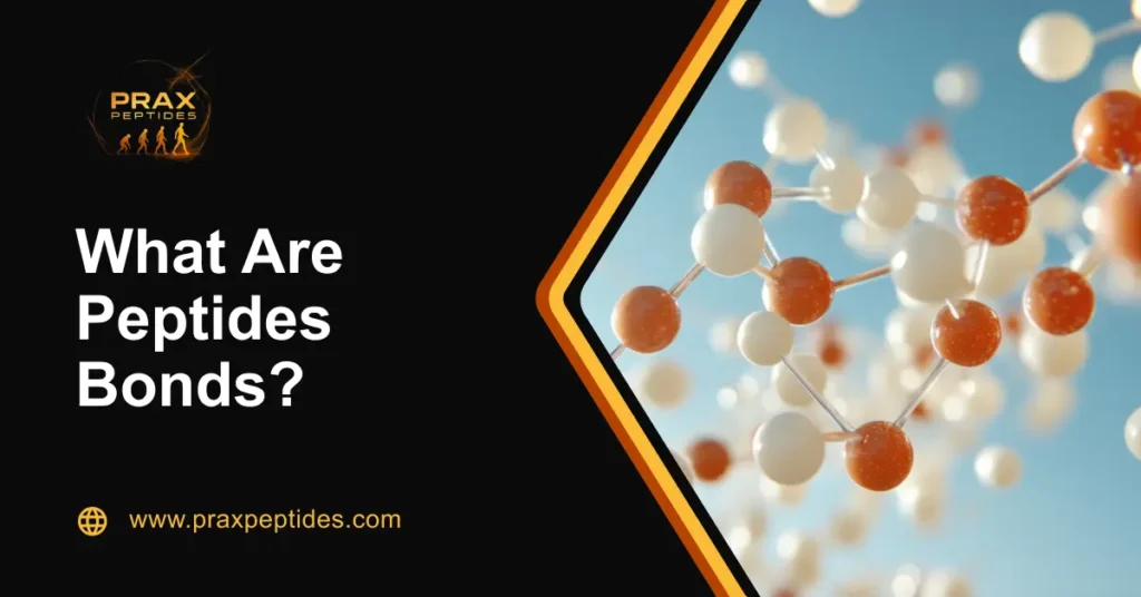 What Are Peptide Bonds